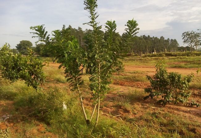 INÚBIA REALIZA PLANTIO DE ÁRVORES FRUTÍFERAS NA ÁREA URBANA